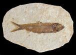Detailed, Knightia Fossil Fish - Wyoming #53886-1